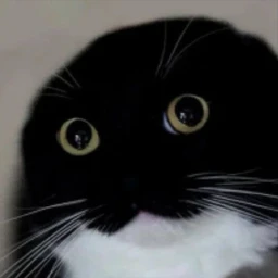 catbeat 1