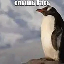 topmodel