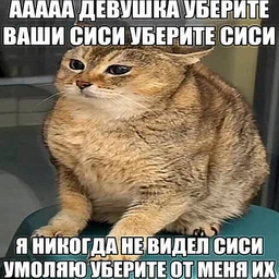 папает