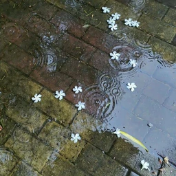 summer rain