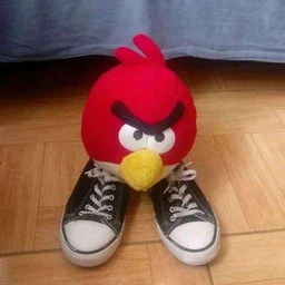crazy bird