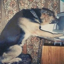 xvoia