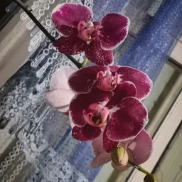 Orchid