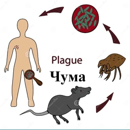 plague