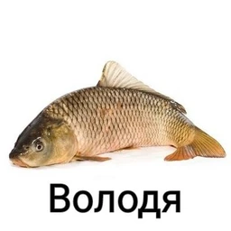 ROGA