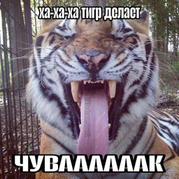 озончики d phry