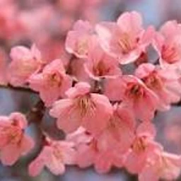 sakura