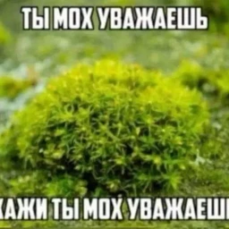 MOX
