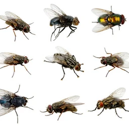 flys