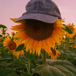 Aloha