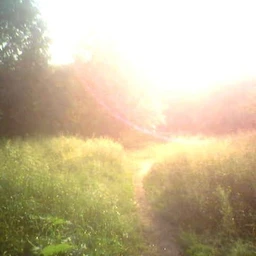 first rays