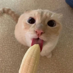 um am amui!