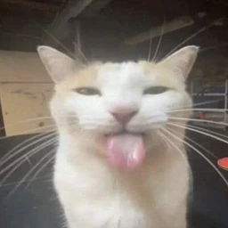 mmmeeeooowww!!
