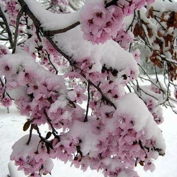 sakura