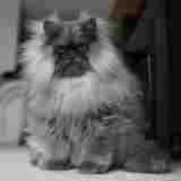 caat