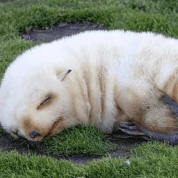 bitter dream