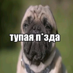 xyinyia 3