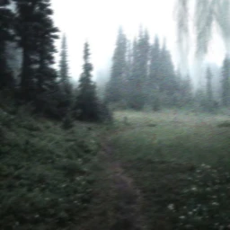 forest