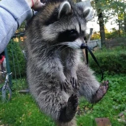 sark