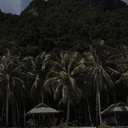 jungle