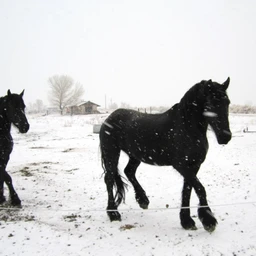 horses