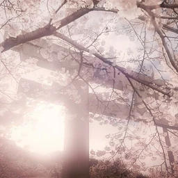 sakura