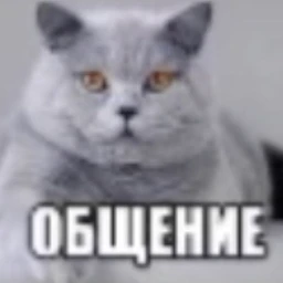 262