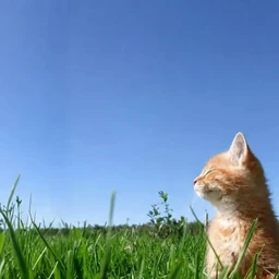 birdsummer