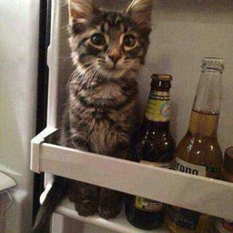 DRUNK