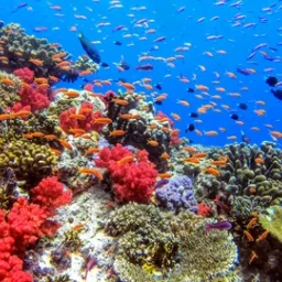 CORAL REEF