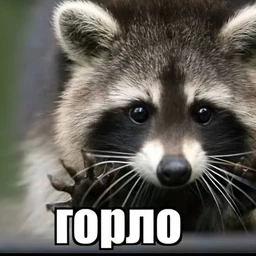 gorlo