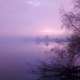 lilac