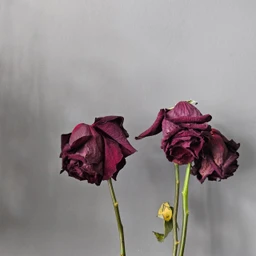 dead roses in saint petersburg