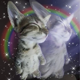 cute_chaos