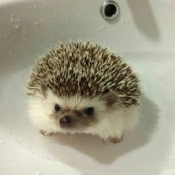 RUINEDaaaa