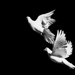 black&white