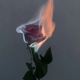 Echo Of You