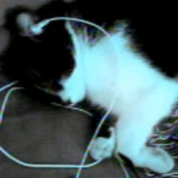 argument