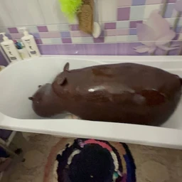 hippo в ванной