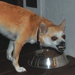 evil dog
