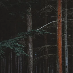 Wood