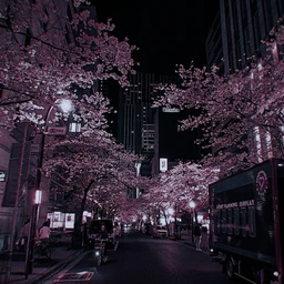 sakura