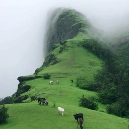 natur333