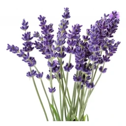 lavanda
