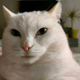 tort