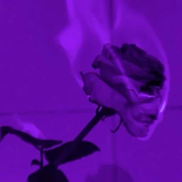 SUICIDE