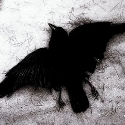 crow tears