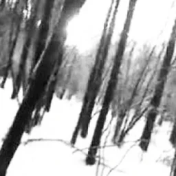 archve forgotten trail