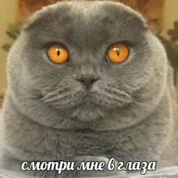 slayr