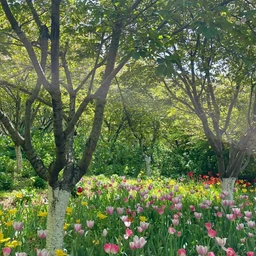 miss spring